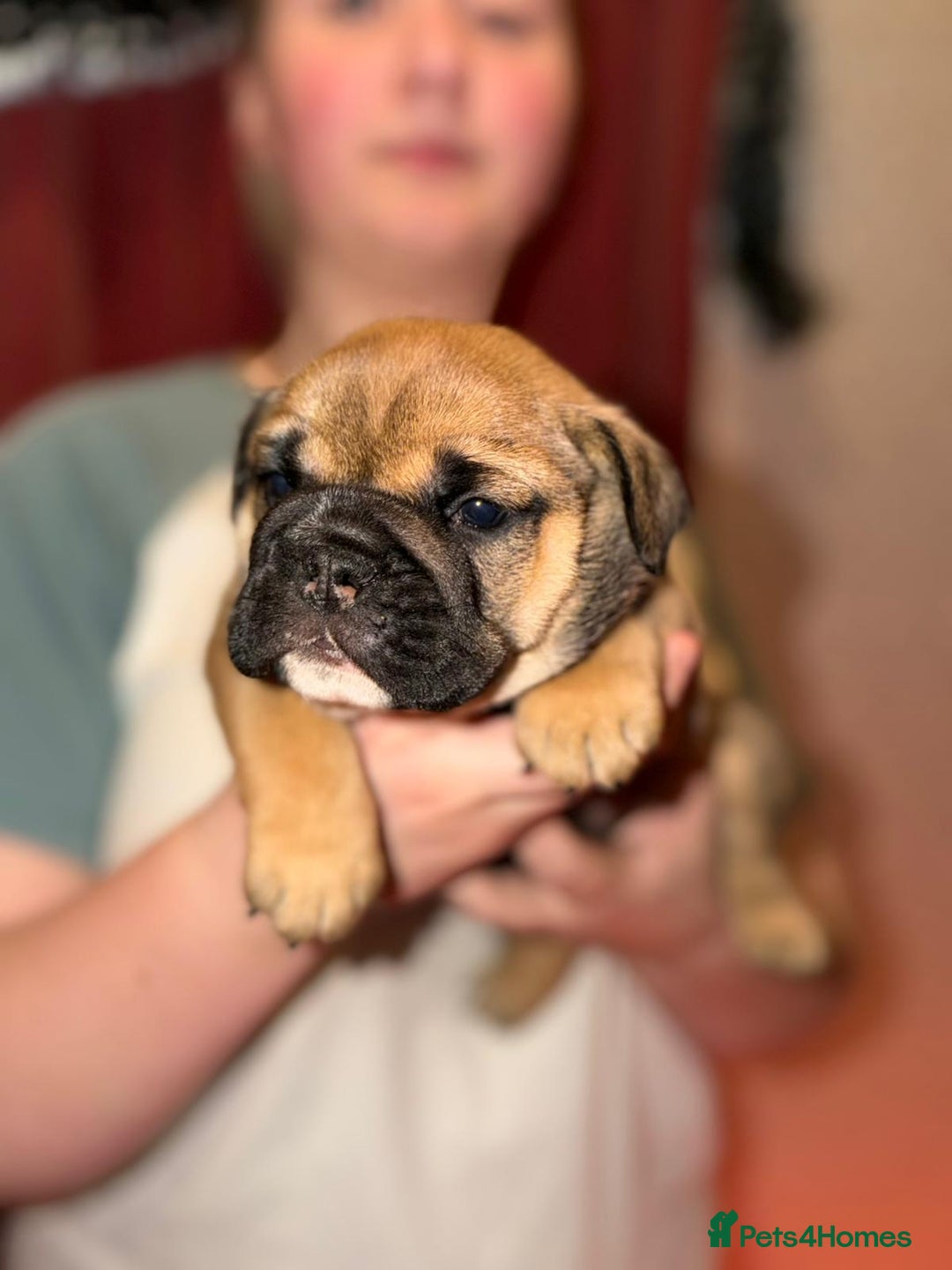 English Bulldog dogs for sale: English Bulldog Puppies Coloured  - Advert 31