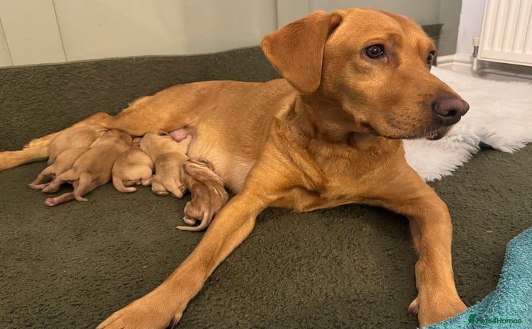 Labrador Retriever dogs Beautiful KC Fox Red Labrador puppies  - Advert 1