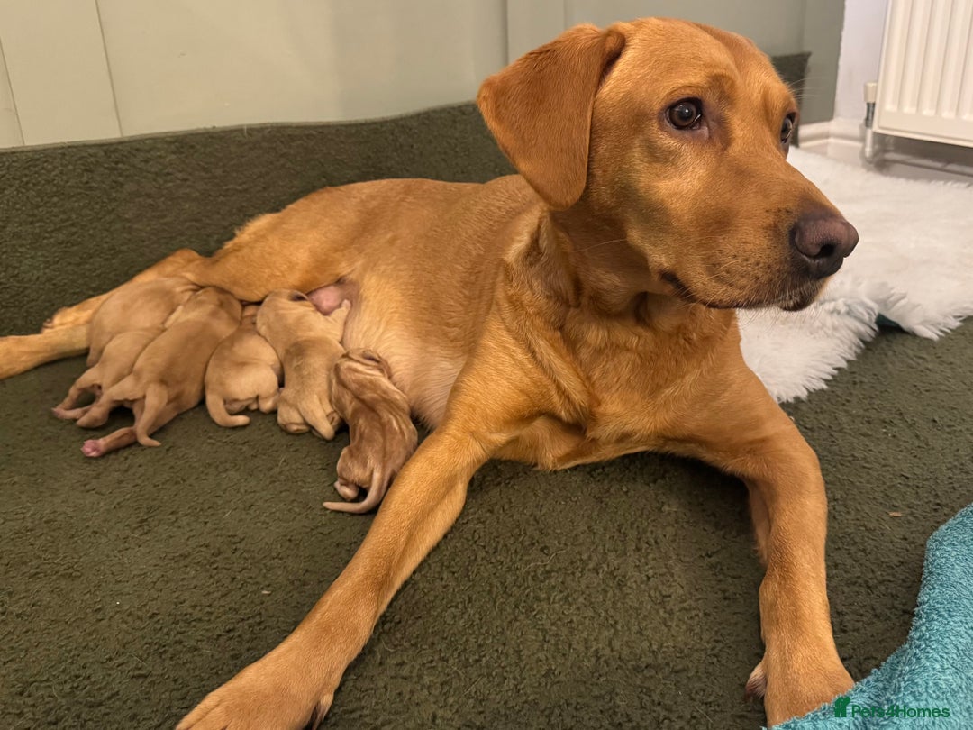 Labrador Retriever dogs for sale: Beautiful KC Fox Red Labrador puppies  - Advert 1