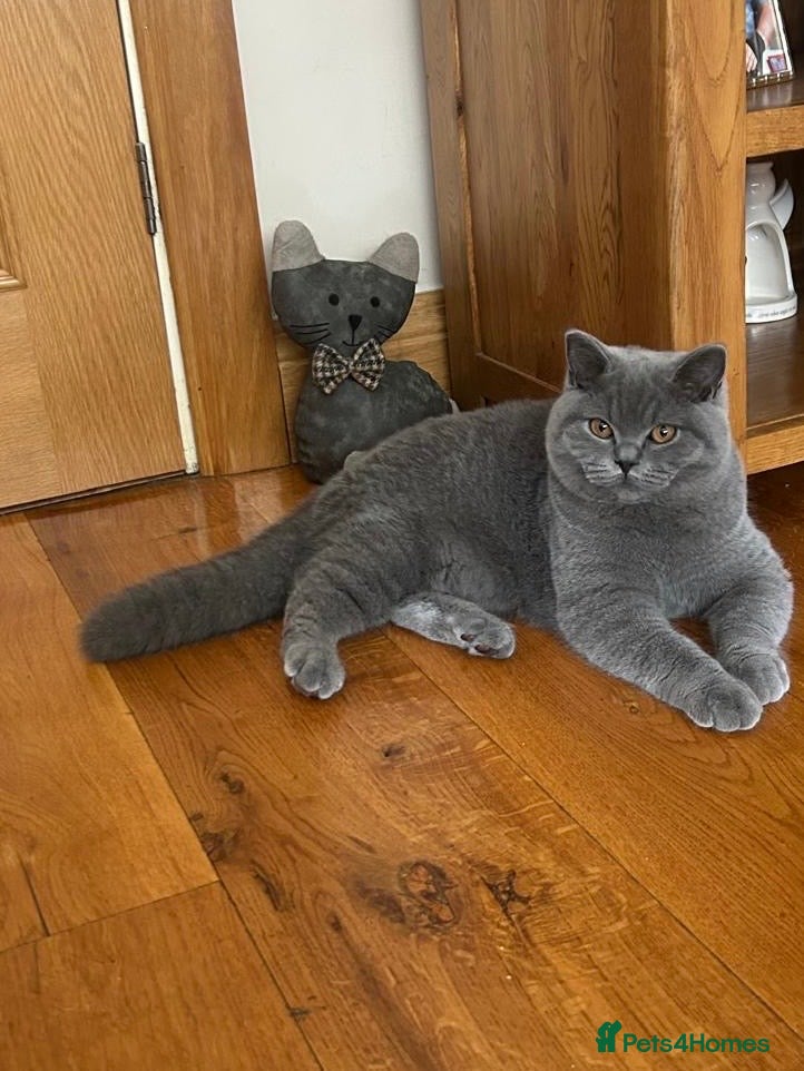 British Shorthair cats 🏆Exceptional pedigree GCCF BSH blue boy💙 - Advert 6