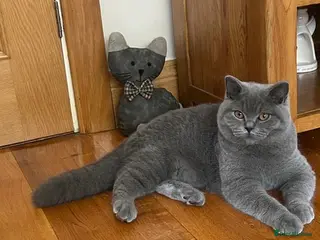 British Shorthair cats 🏆Exceptional pedigree GCCF BSH blue boy💙 - Advert 6