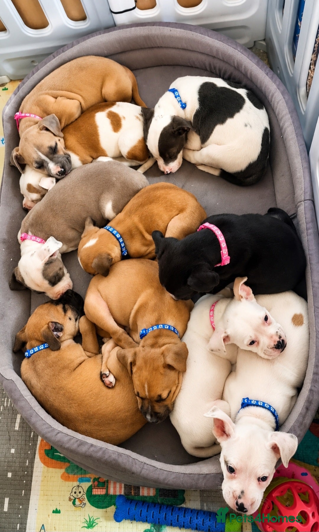 Mixed Breed dogs 🐾 Beautiful Puppies Available to Reserve 🐾 - Advert 18