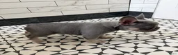 French Bulldog dogs for sale: French bulldog Puppy  in Hook - Advert 6