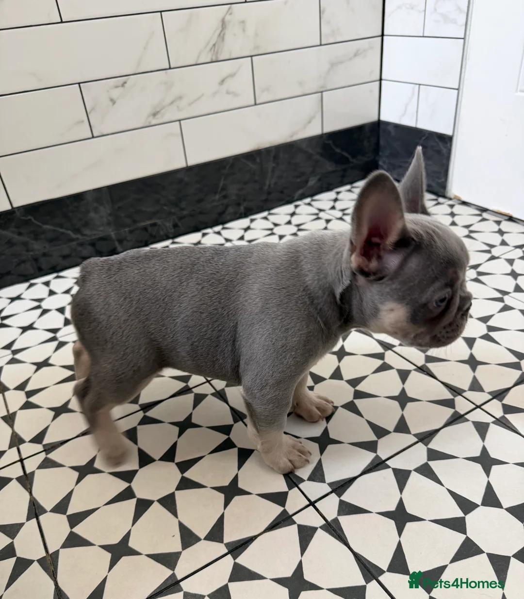 French Bulldog dogs for sale: French bulldog Puppy  in Hook - Advert 6