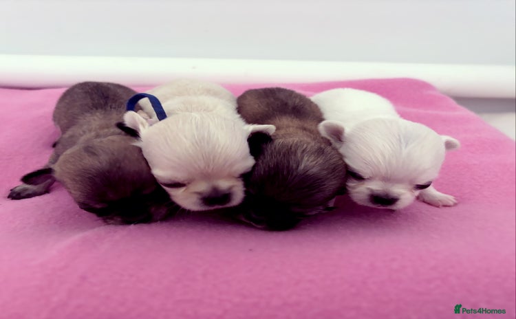Chihuahua dogs - Advert 1