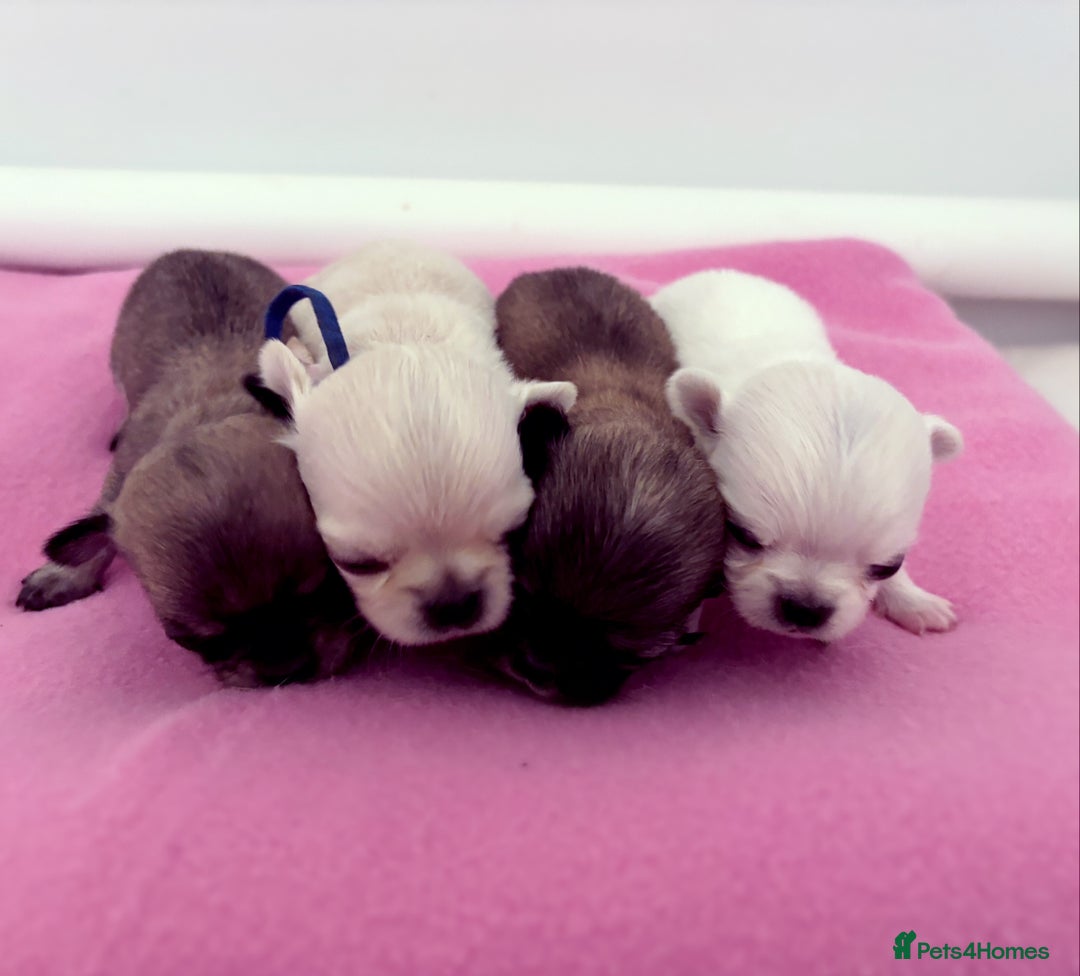 Chihuahua dogs for sale:  Beautiful pedigree chihuahua puppies KC champions - Image 1