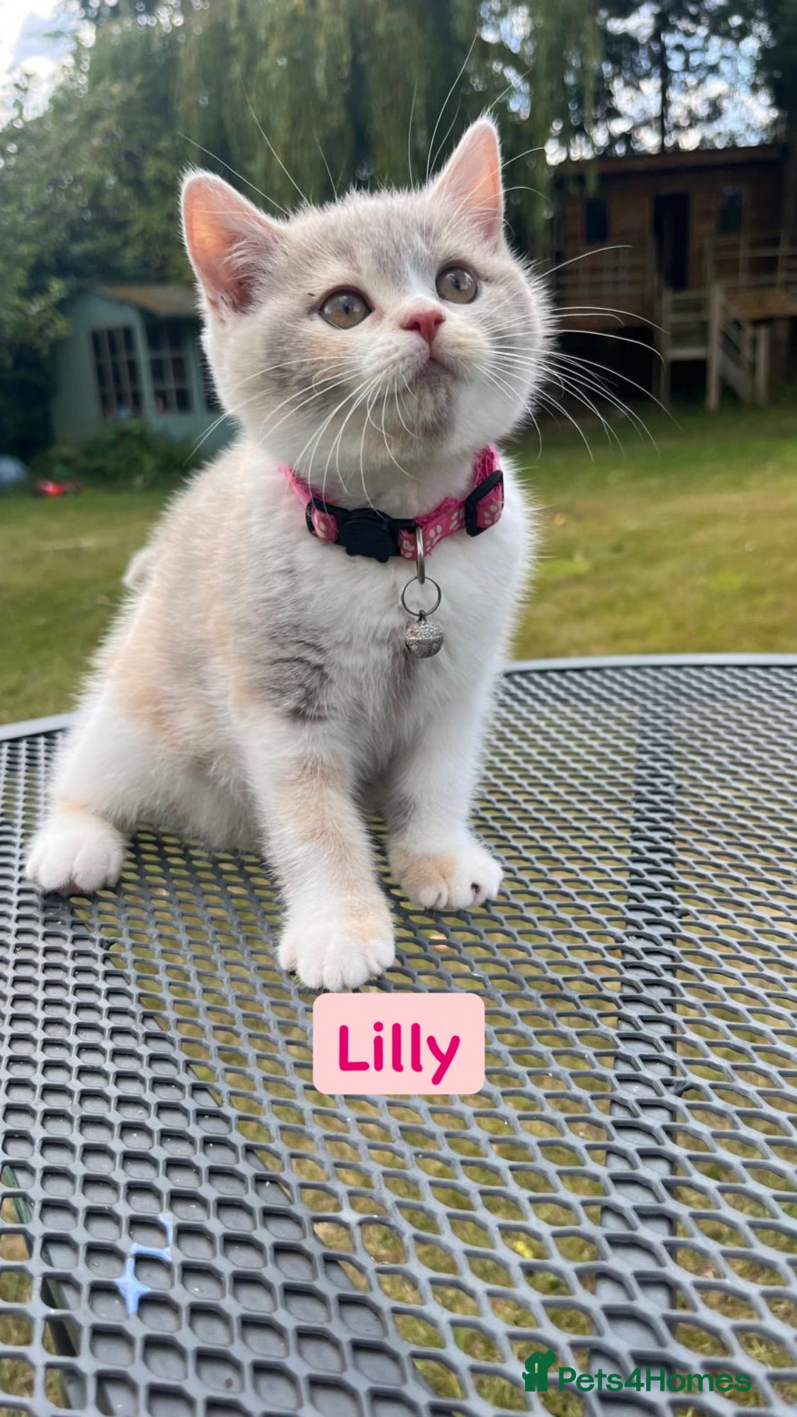 British Shorthair cats Incredible Tortie British Shorthair GCCF £700 - Advert 2