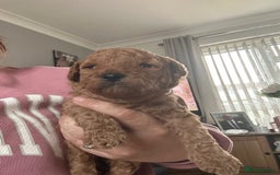 Cavapoochon dogs for sale: Beautiful cavapoochon puppies - Image 7