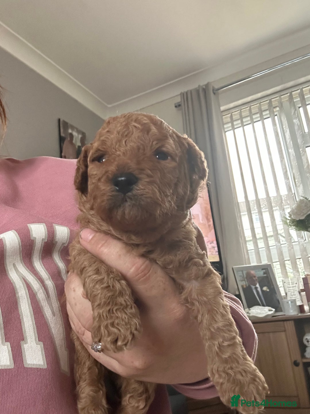 Cavapoochon dogs for sale: Beautiful cavapoochon puppies - Image 7
