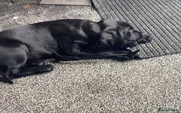Springador dogs for sale: One black Springadore  - Image 1