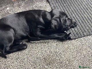 Springador dogs - Advert 2