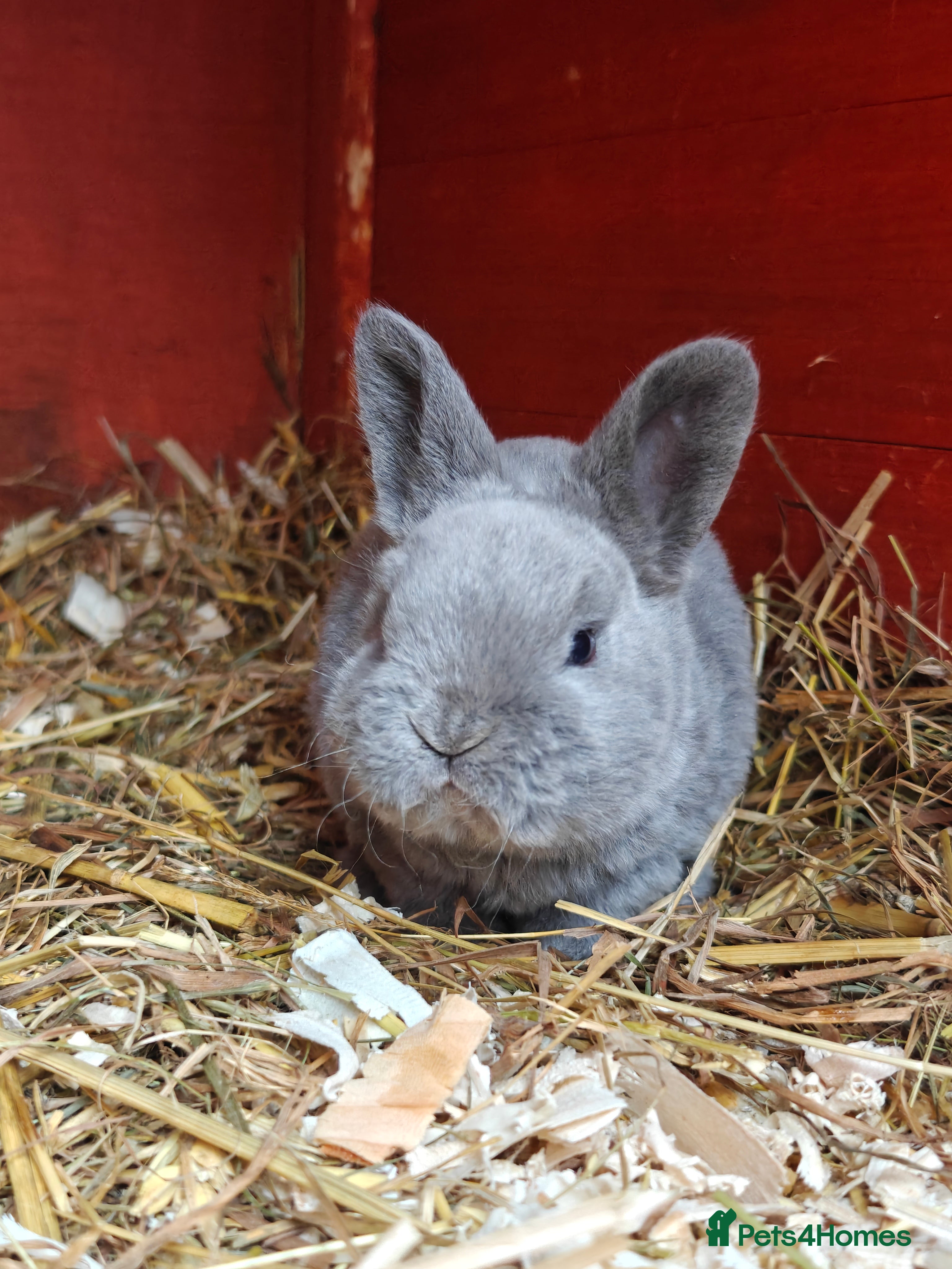 Rex rabbits Mini Rex Babies - Advert 5