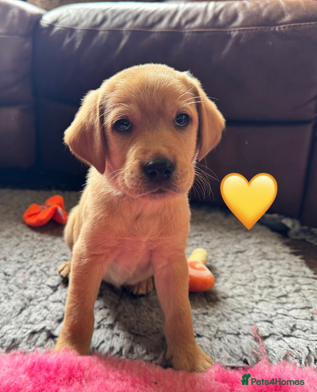 Labrador Retriever dogs for sale: Kennel Club Registered Labrador puppies  - Advert 8