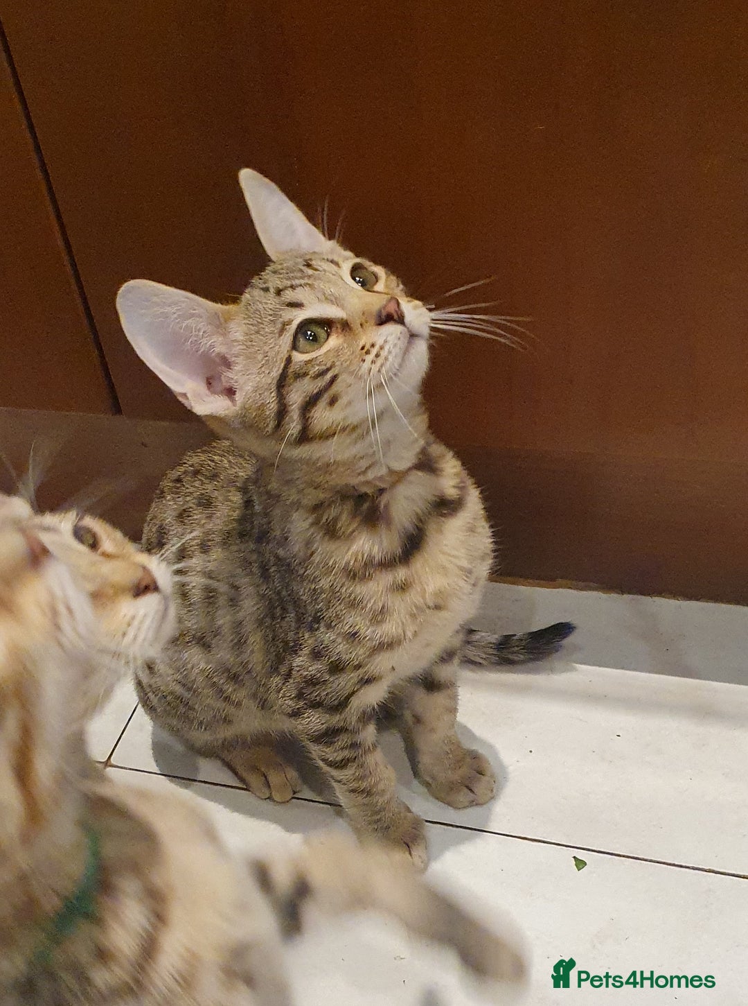 Savannah cats for sale: Fabulous F5 SBT Savannah Kittens! - Image 15