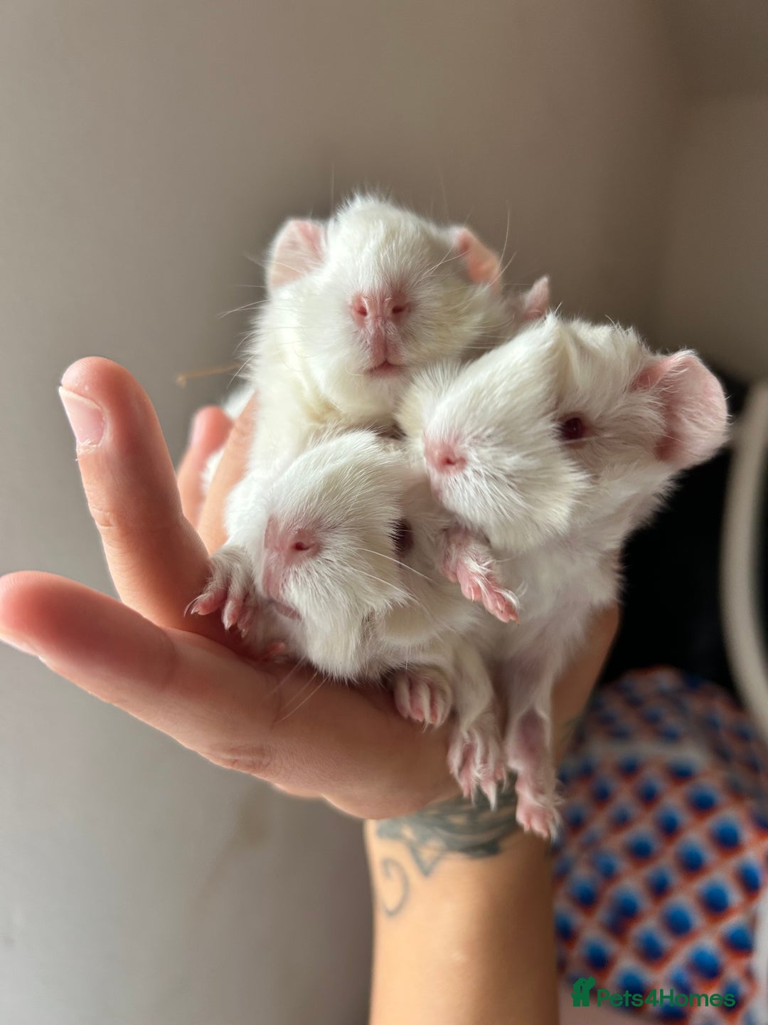 Guinea Pig rodents for sale: Beautiful Otter colour full peruvian& 3 PEWs   - Advert 11