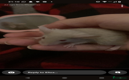 Mouse rodents for sale: Male mice for sale  - Image 4