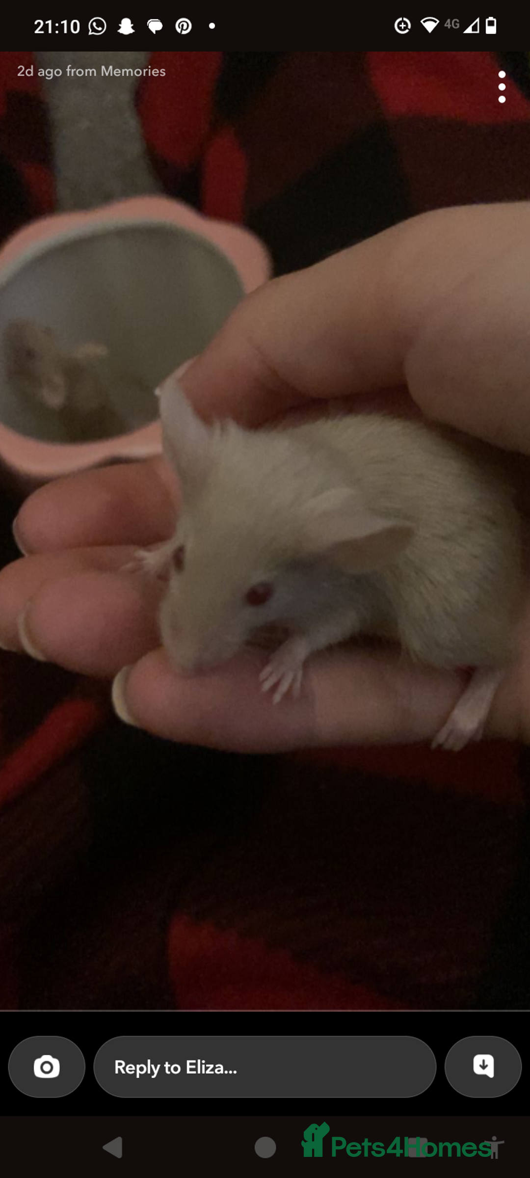 Mouse rodents for sale: Male mice for sale  - Image 4