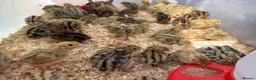 Quail poultry for sale: Japanese Coturnix Quail Chicks  - Advert 1