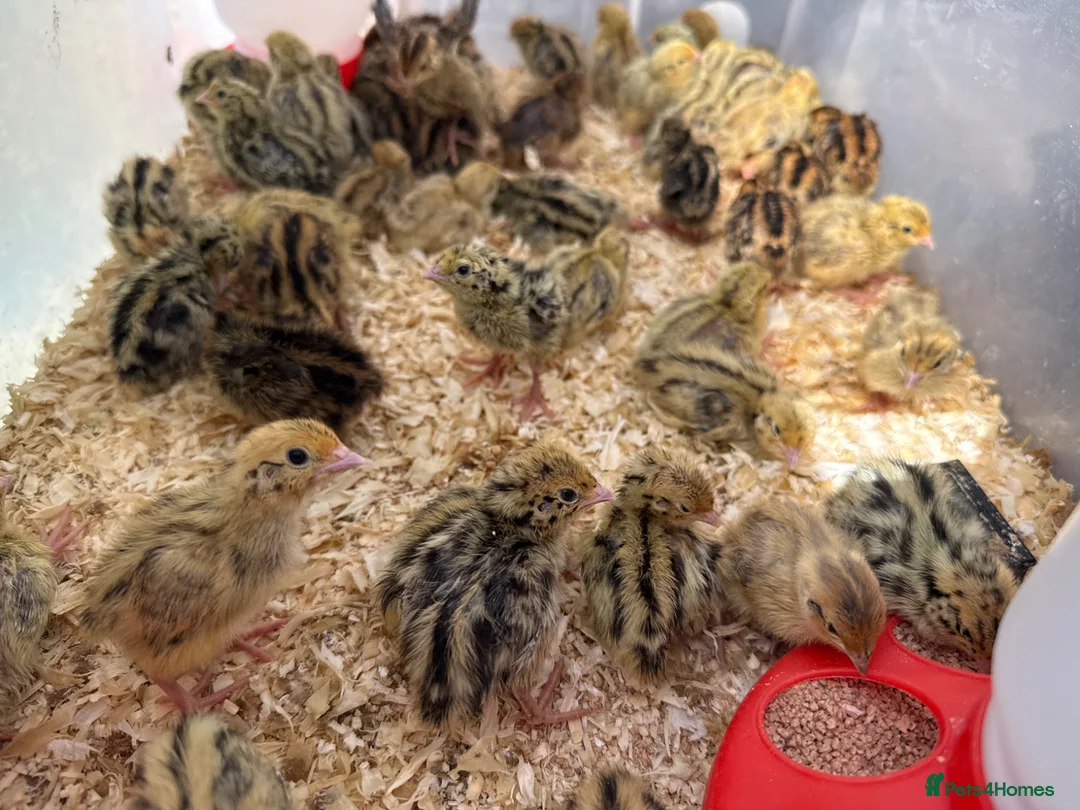 Quail poultry for sale: Japanese Coturnix Quail Chicks  - Advert 1
