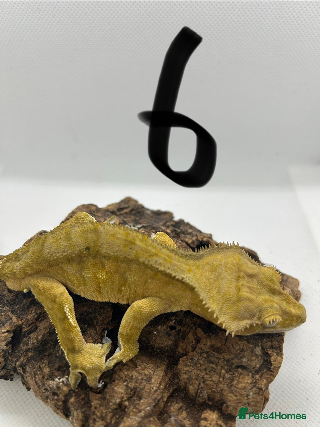 Gecko reptiles for sale: Crested geckos - Advert 7