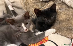 Mixed Breed cats for sale: 2 sweet natured and playful kittens for sale - Image 2