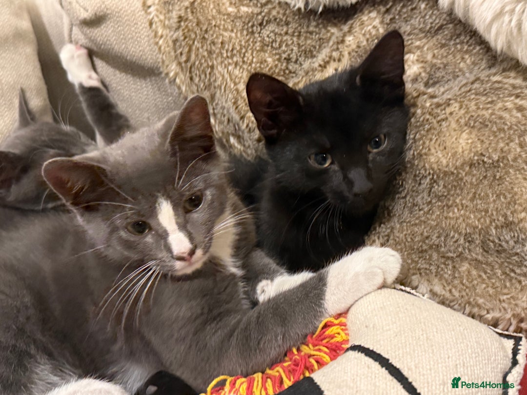 Mixed Breed cats for sale: 2 sweet natured and playful kittens for sale - Image 2
