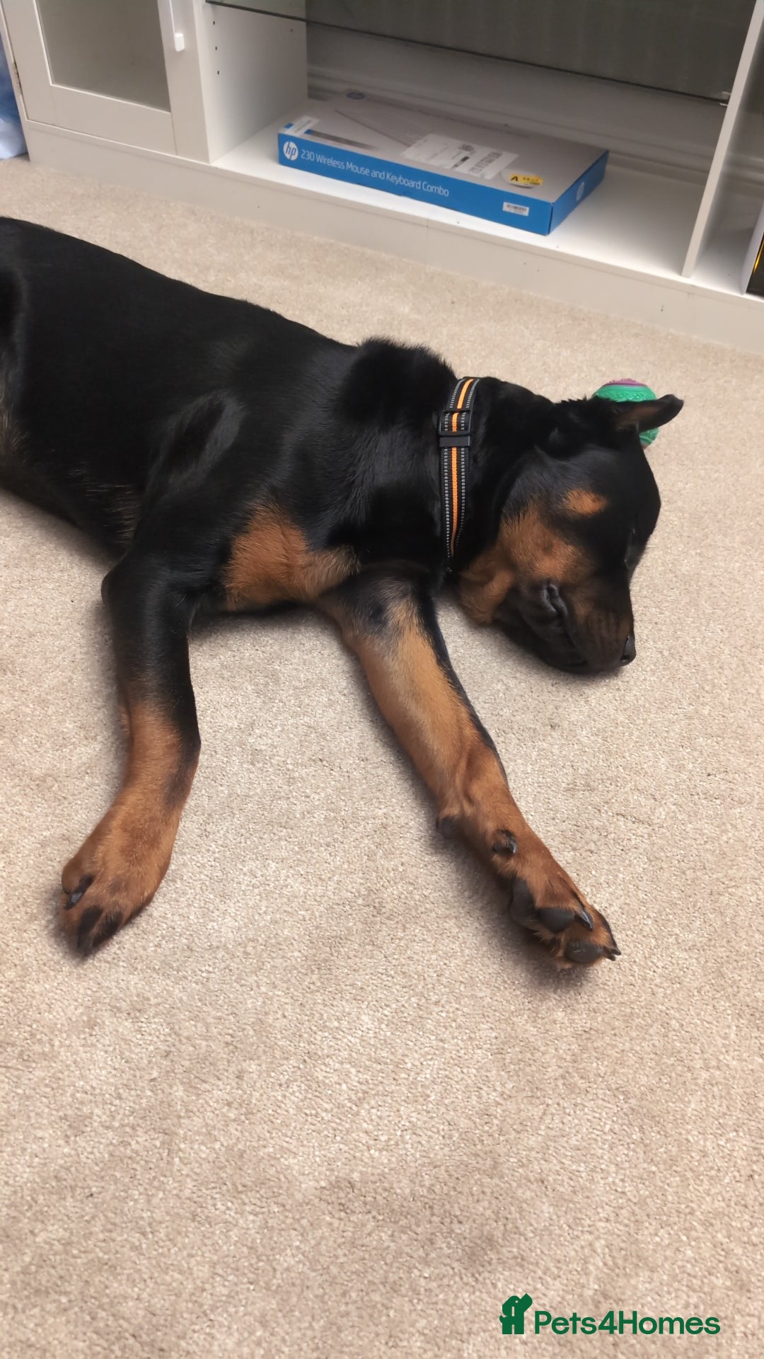 Rottweiler dogs for sale: Max 10 month old Rottweiler boy  - Advert 11