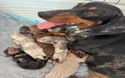 Miniature Dachshund dogs for sale: 🐾Stunning Miniature Dachshunds🐾🤩 - Image 8