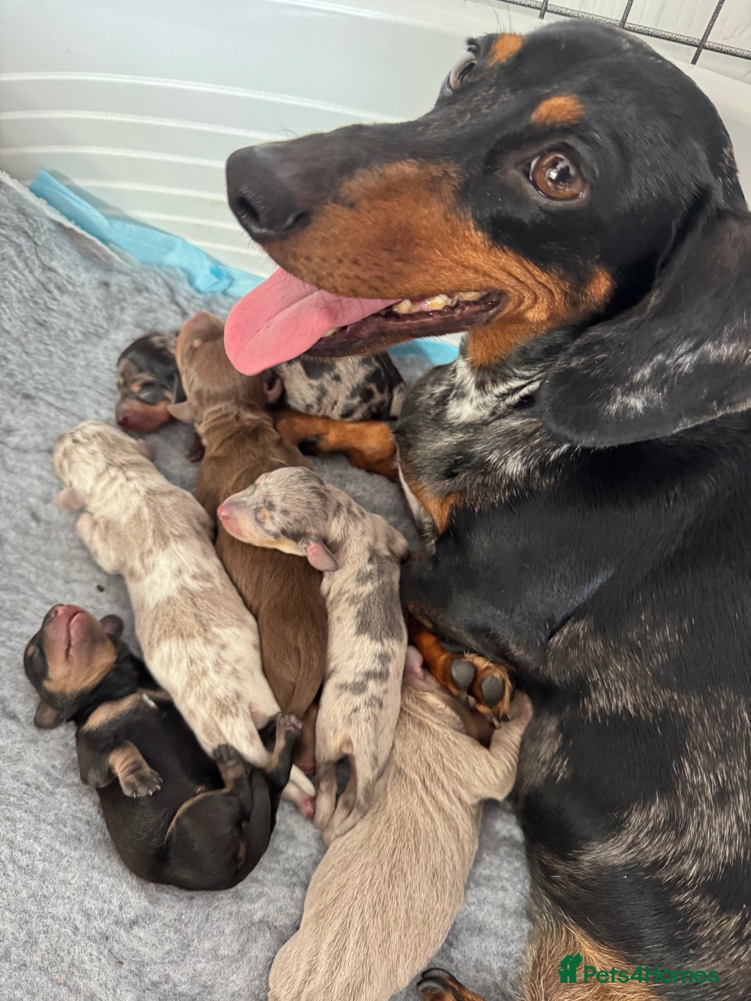 Miniature Dachshund dogs for sale: 🐾Stunning Miniature Dachshunds🐾🤩 - Image 8