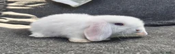 Mini Lop rabbits for sale: Stunning pure mini lop buck  - Advert 2