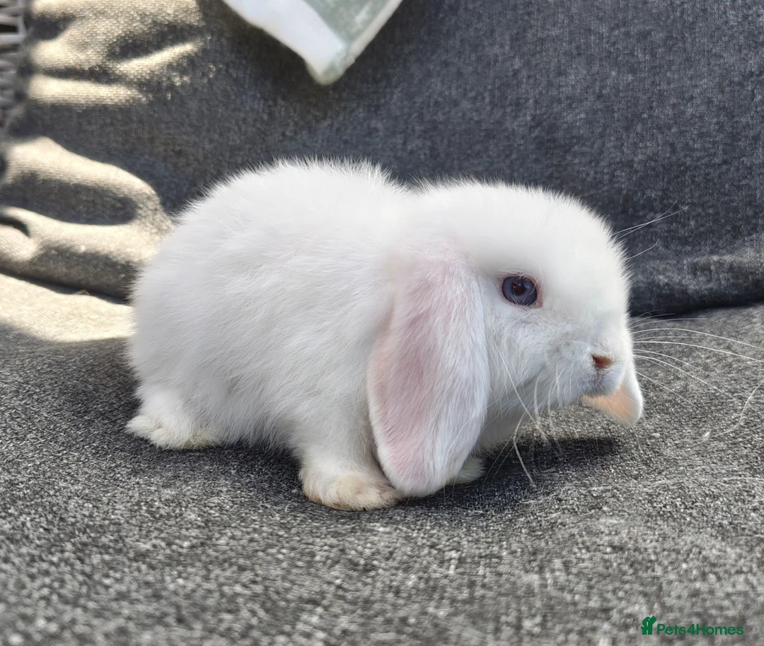 Mini Lop rabbits for sale: Stunning pure mini lop buck  - Advert 2