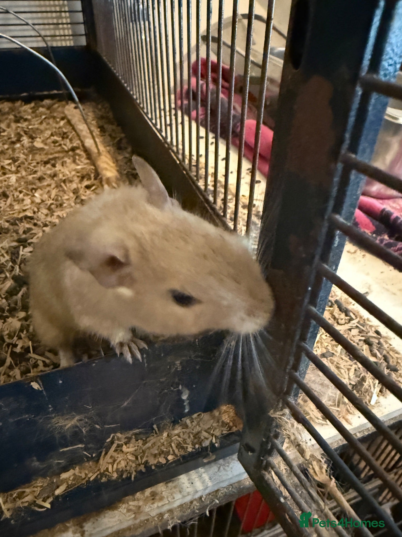 Degus rodents 4 x Degus plus savic rodent cage plus extras - Advert 5