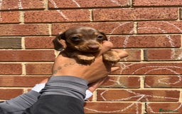 Miniature Dachshund dogs for sale: Miniature dachshunds  - Image 5