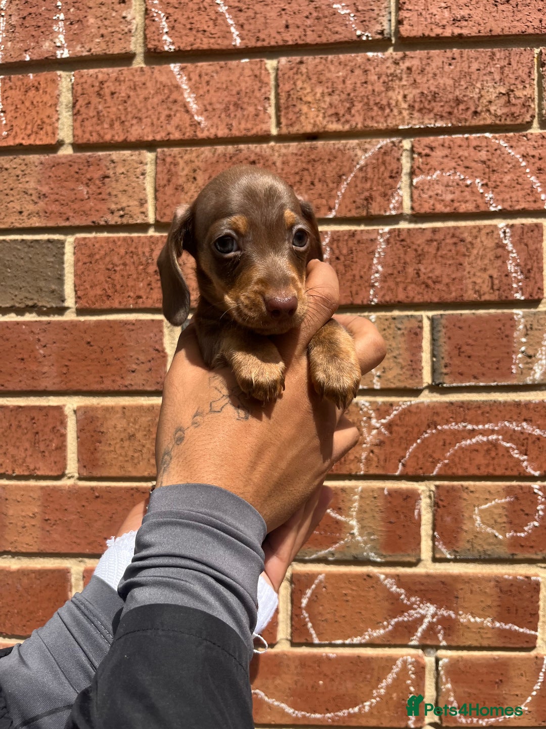Miniature Dachshund dogs for sale: Miniature dachshunds  - Image 5