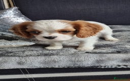 Cavalier King Charles Spaniel dogs for sale: Cavaliers King Charles spaniels - Image 17