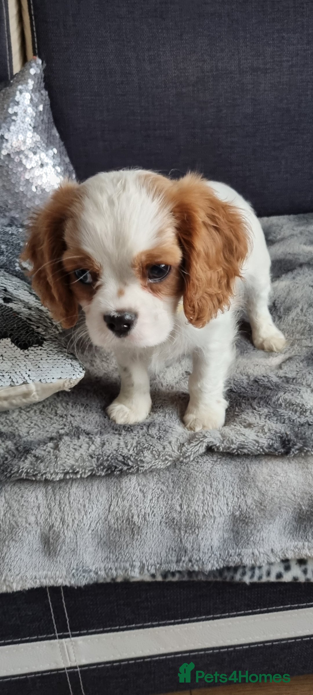 Cavalier King Charles Spaniel dogs for sale: Cavaliers King Charles spaniels - Image 17