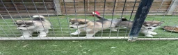 Alaskan Malamute dogs for sale: Pure bred Alaskan malamute puppies for sale £1200 - Advert 2