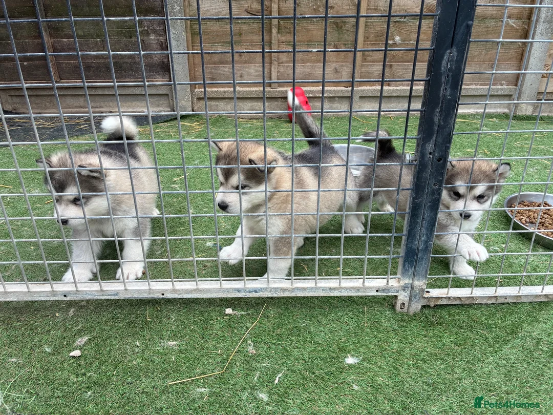 Alaskan Malamute dogs for sale: Pure bred Alaskan malamute puppies for sale £1200 - Advert 2