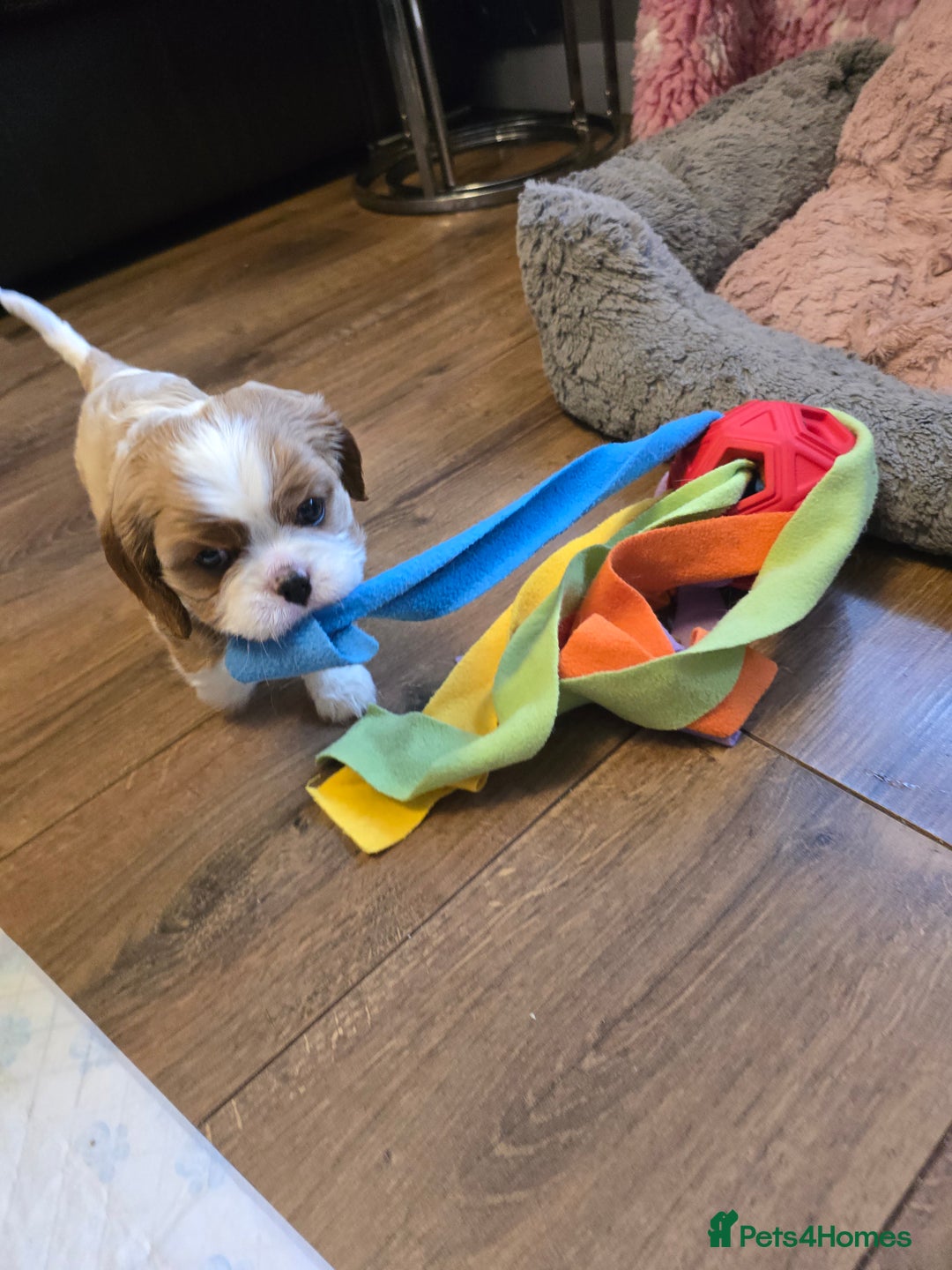 Cavalier King Charles Spaniel dogs for sale: Beautiful KC Registered. Health Tested Parents. - Advert 24