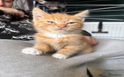 Mixed Breed cats for sale: (NEED HOMES) Beautiful kittens white/ginger - Image 4