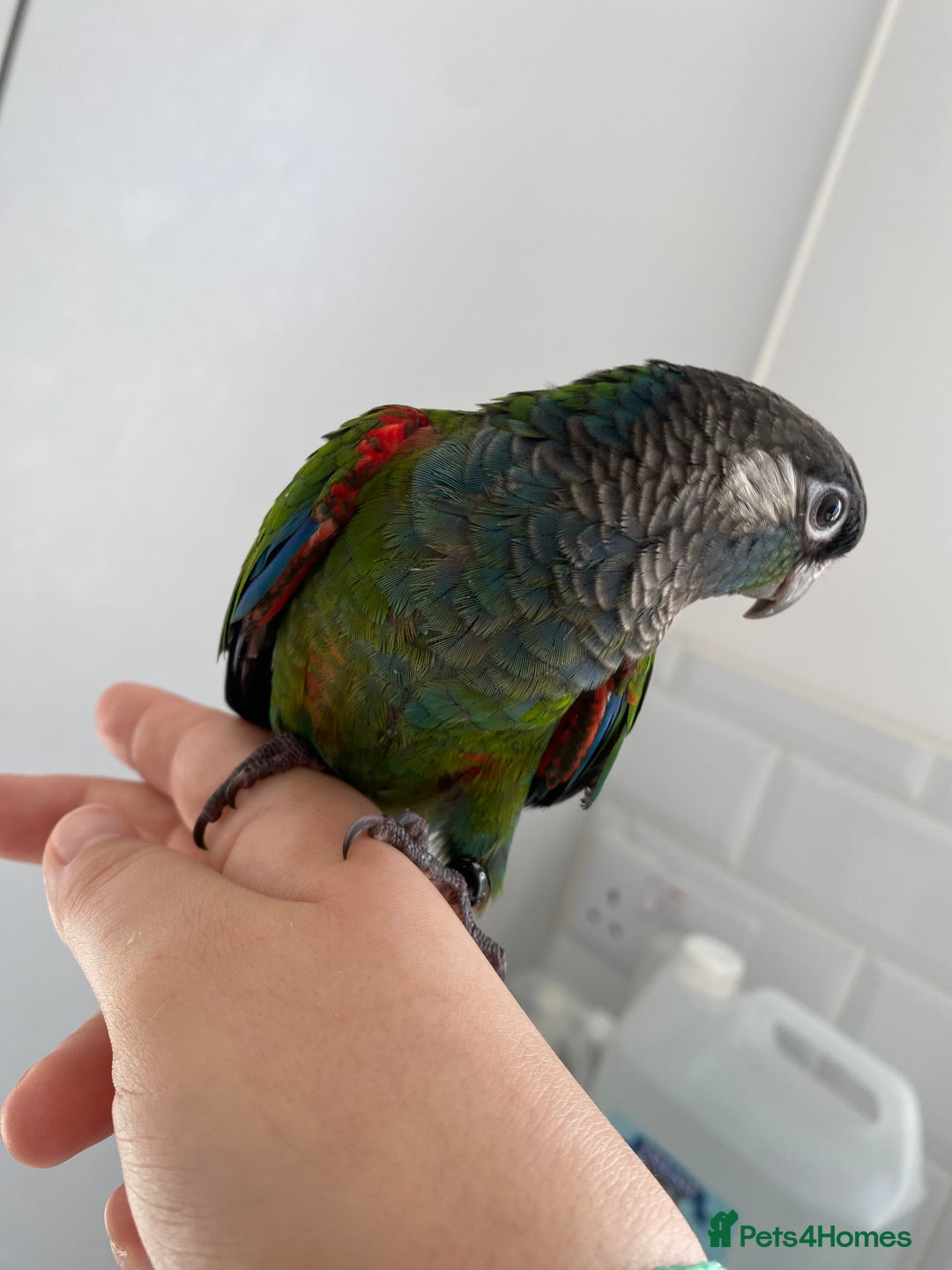 Conures birds for sale: Hand reared silly tame conure  - Image 13