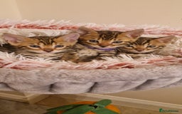 Bengal cats for sale: Amazing Bengal kittens 🥰 last boy left ❤️ in Corby - Image 19