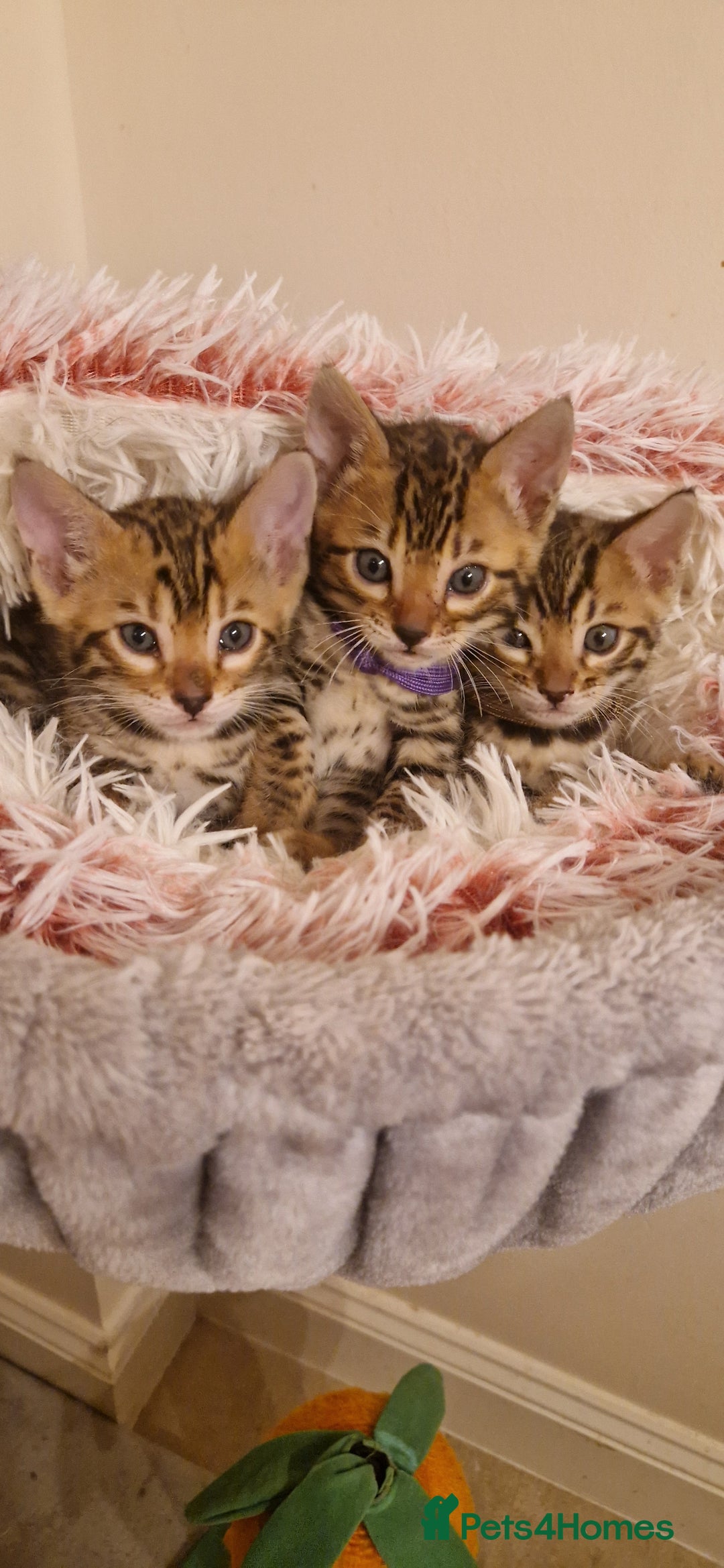 Bengal cats for sale: Amazing Bengal kittens 🥰 last boy left ❤️ in Corby - Image 19