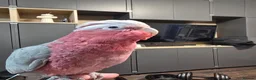 Parrots birds for sale: Galah Cockatoo Hand Reared  - Advert 1