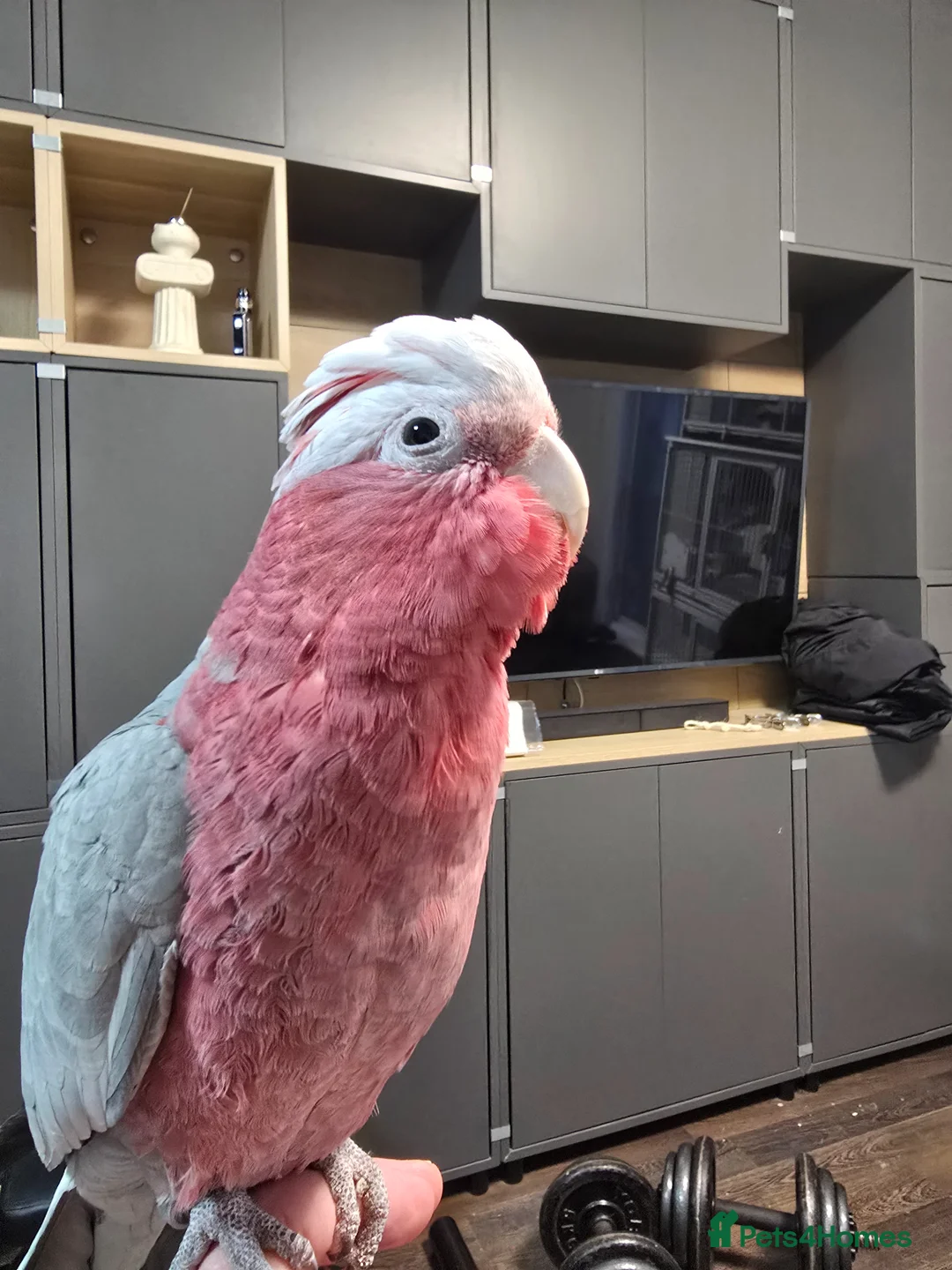 Parrots birds for sale: Galah Cockatoo Hand Reared  - Advert 1