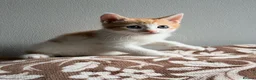 Mixed Breed cats for sale: Stunning ginger and white kittens available!!! - Advert 13