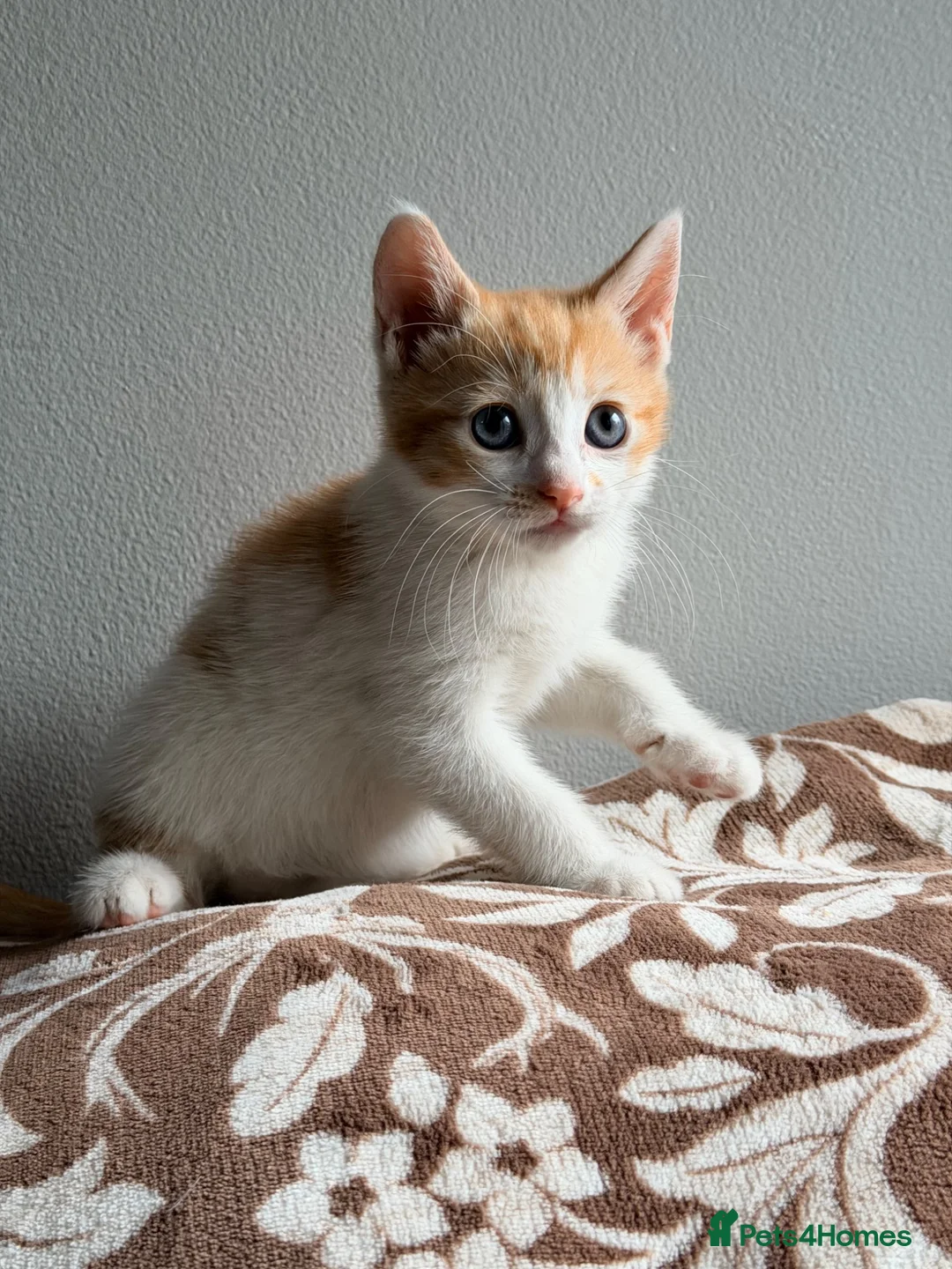 Mixed Breed cats for sale: Stunning ginger and white kittens available!!! - Advert 13