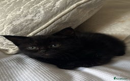 Persian cats for sale: Beautiful Persian Bengal cross kittens - Image 2
