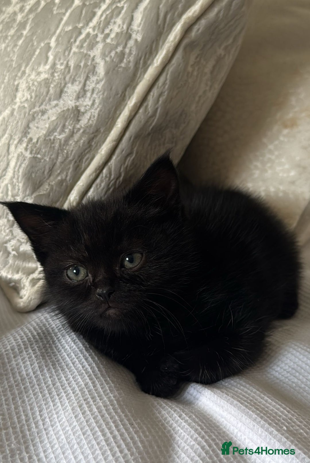 Persian cats for sale: Beautiful Persian Bengal cross kittens - Image 2