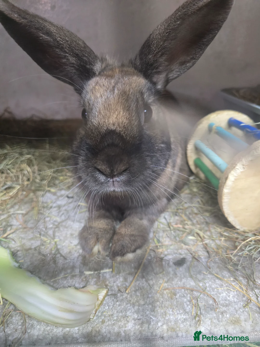 Mixed Breed rabbits for sale: Neutered vaccinated rescue  male bunny rabbit  - Advert 1